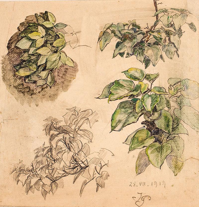 Szkice roślin, 1919 r.