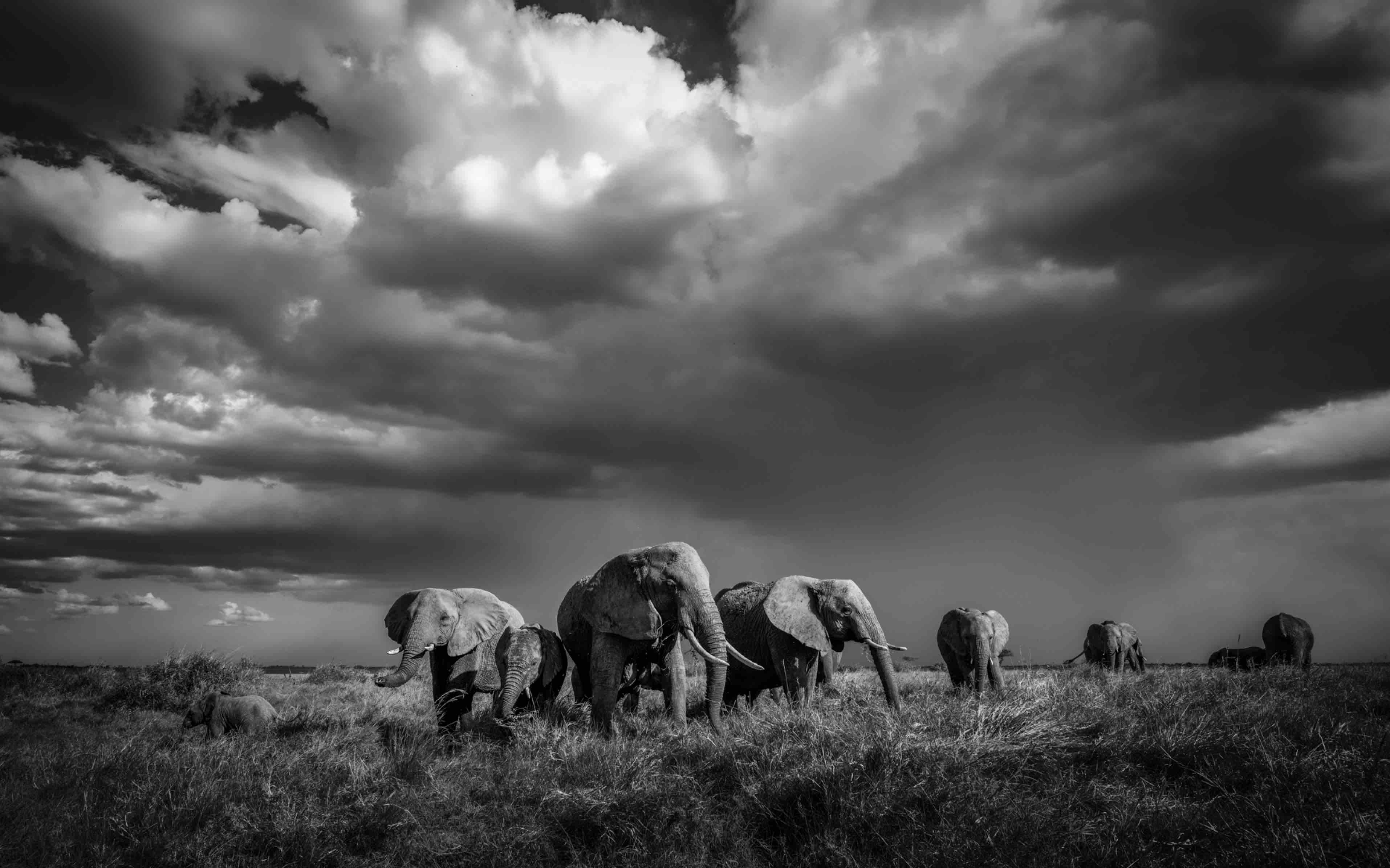 burzowe-serengeti